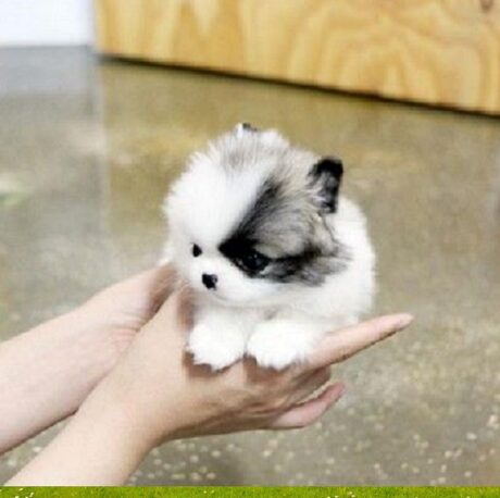 Teacup puppy in Carson City Nevada