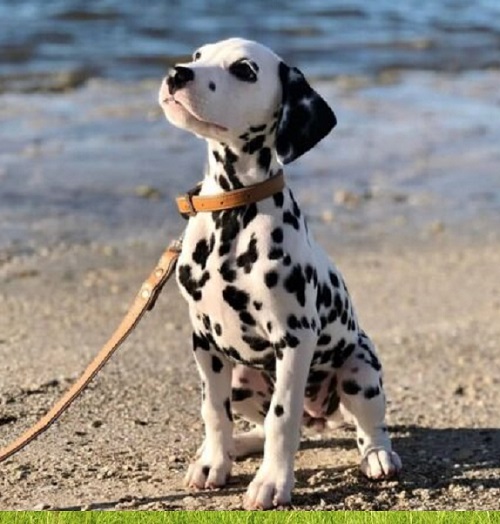 Teacup puppy in Carson City Nevada