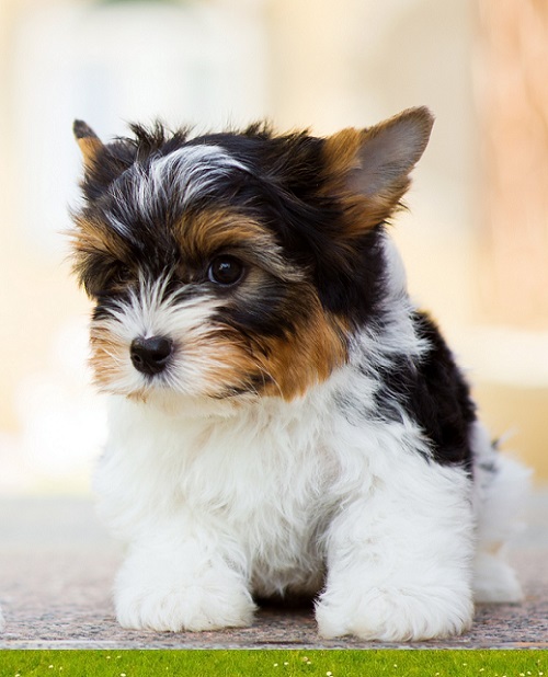 Yorkie Mini puppy Santa Fe New Mexico