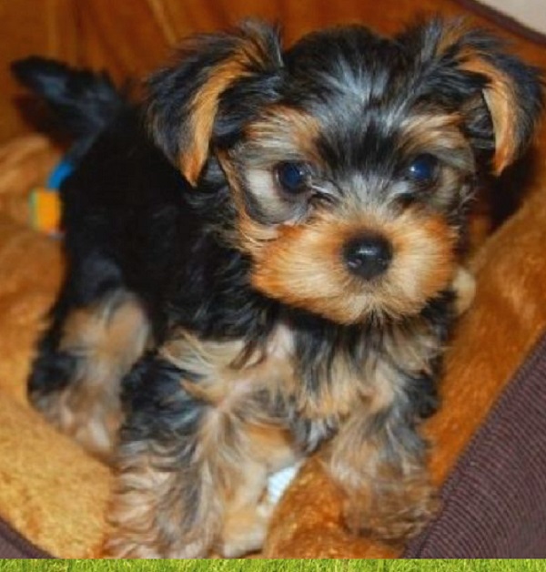 Yorkie puppies