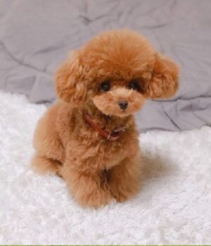 buy poodle puppy for sale