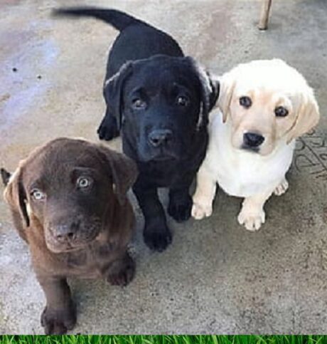 Puppies