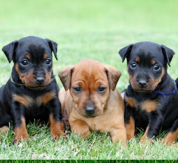 miniature pinscher for Sale Honolulu Hawaii