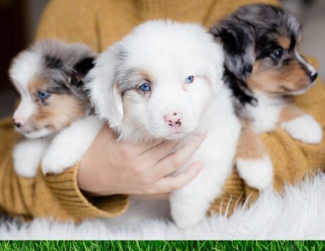 mixed breed puppies mixed breed puppies