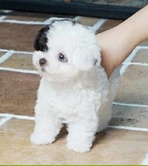 Female Poodle for sale