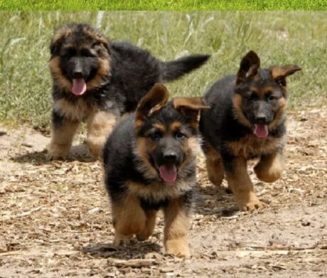 Puppies for sale