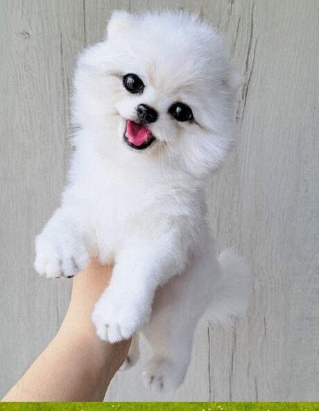 Dogs for sale for $500