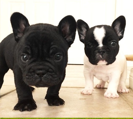 7 Ways to Buy a Puppy
