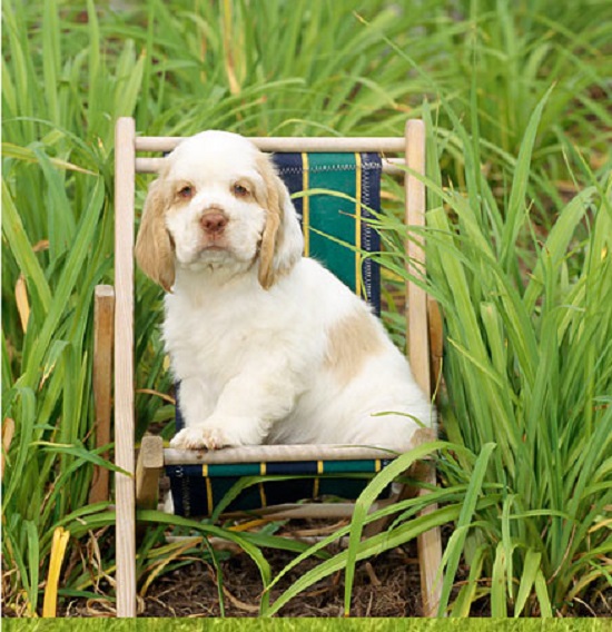 A Clumber Spaniel Puppy for sale