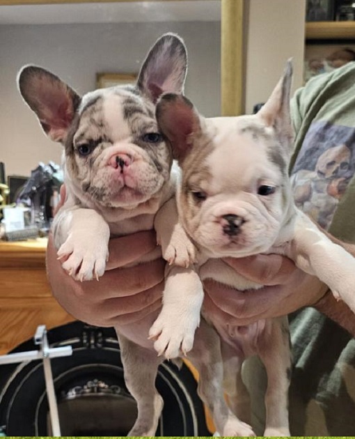 A French Bulldog