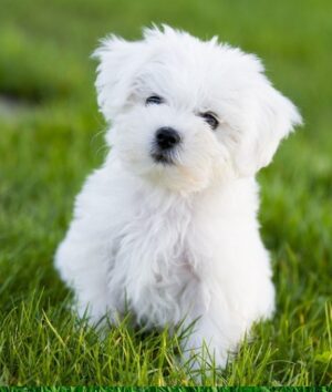 A Maltese Puppy