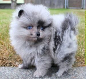 A Pomeranian Puppy