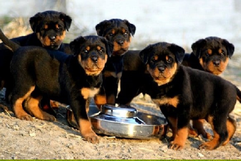 A Rottweiler for sale