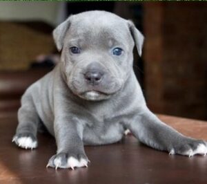 A Staffordshire Bull Terrier puppy
