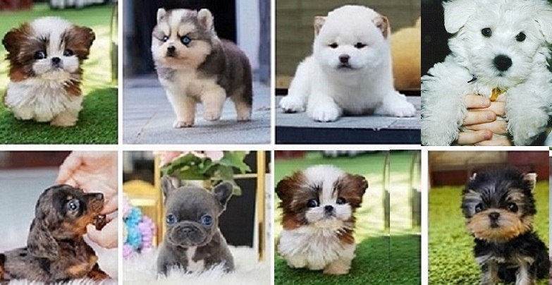 A Westiepoo Puppy for sale
