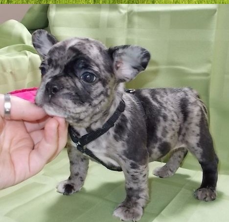 A merle French bulldog puppy