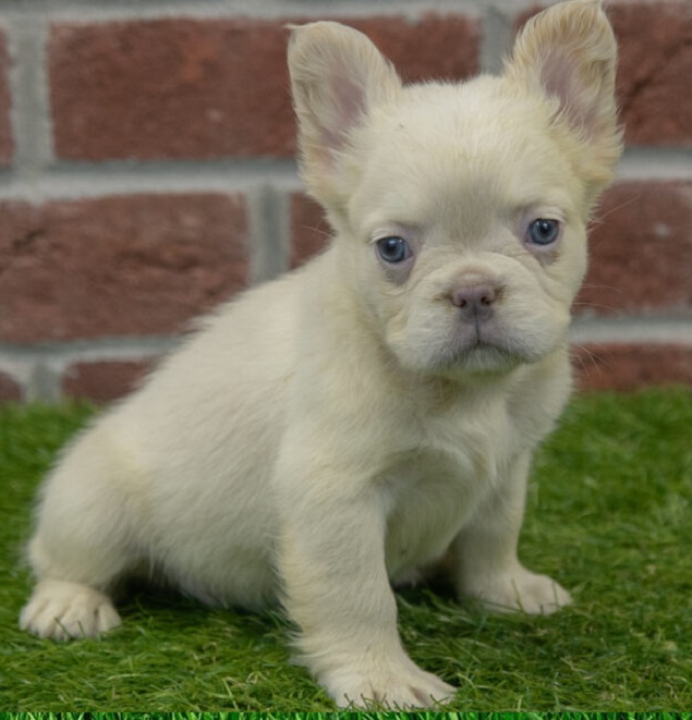 A white French bulldog Puppy