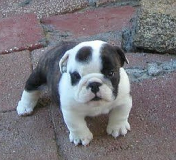 Buy a girl French bulldog puppy