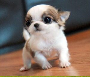 Chihuahua dog for sale