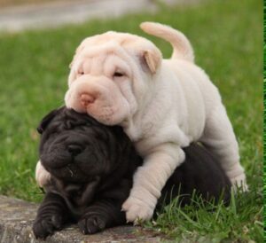 Chinese Shar Pei dog for sale