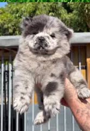 Chow Chow Puppies