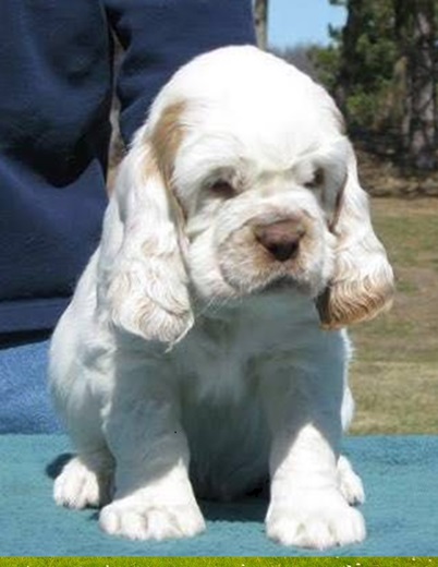 Clumber Spaniel- Clumber Spaniel-