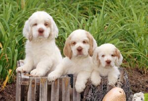 Clumber Spaniel Dog