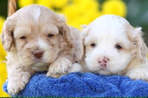 Cockapoo Puppy pottyregisteredpuppies.com