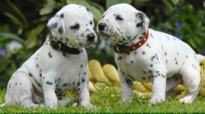 Dalmatian Puppy for sale