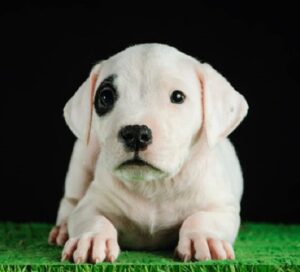 Dogo Argentino Puppy
