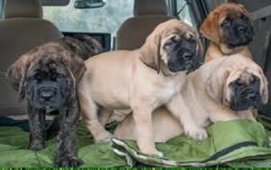 English Mastiff Puppy