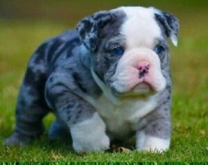 English bulldog puppy
