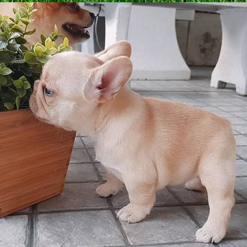 French bulldog health