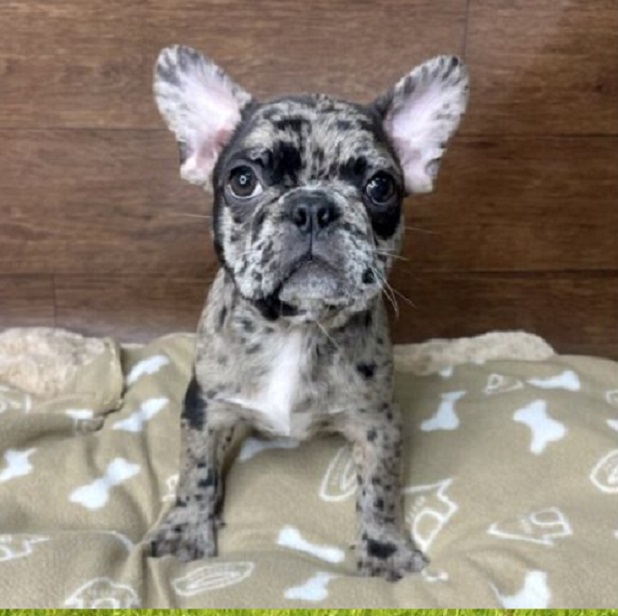 Frenchton Puppy