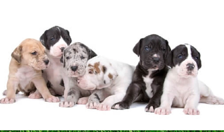 Great Dane Dog