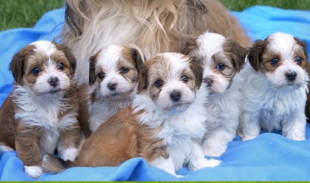 Havanese Dog