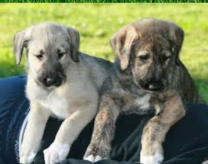 Irish Wolfhound dog
