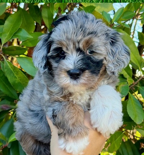 Labradoodle Dog