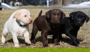Labrador Retriever Black