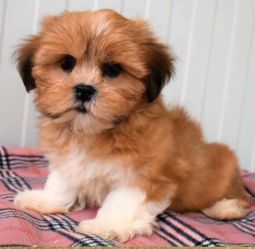 Lhasa Apso Puppy