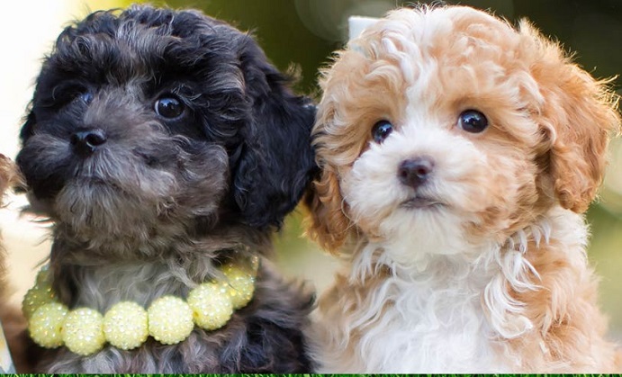 Maltipoo Puppy