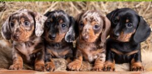 Miniature Dachshund