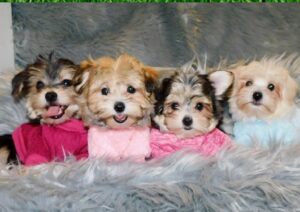 Morkie dog for sale