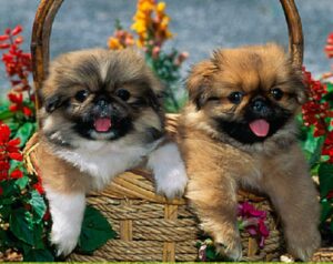 Pekingese Puppy