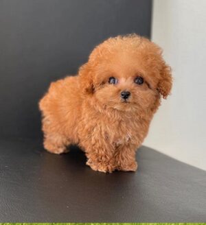 Poodle puppy