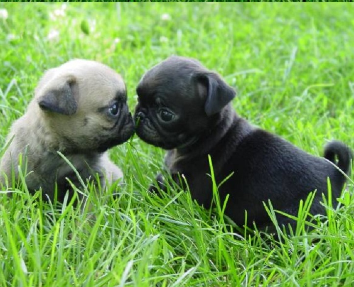 Pug puppy