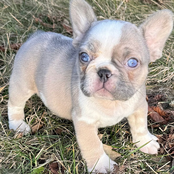 Puppies for sale Providence Rhode Island