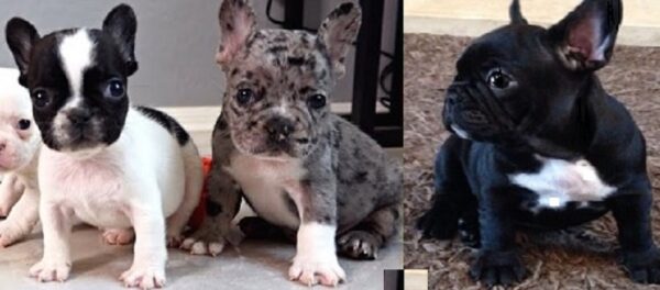 Puppies for sale Quebec City