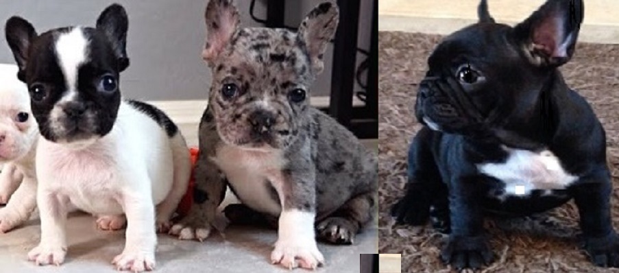 Puppies for sale Quebec City