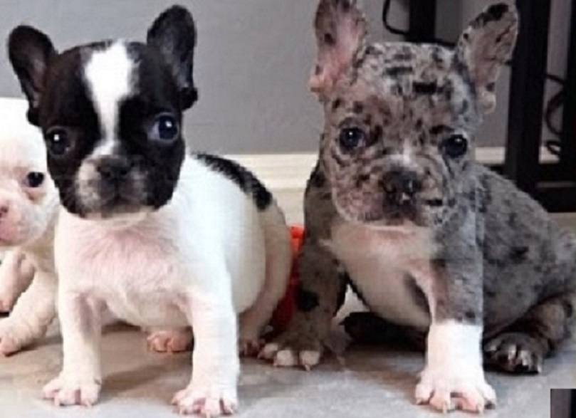 Puppies for sale Regina Saskatchewan